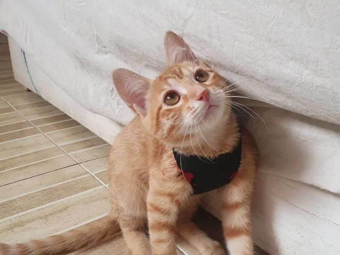 Gato ra a Srd idade 2 a 6 meses nome Max