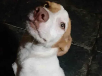 Cachorro raça SRD-ViraLata idade 2 anos nome Kiara