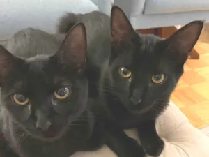 Gato raça SRD-ViraLata idade 2 anos nome Sabem e Bela