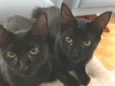 Sabem e Bela