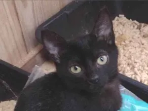 Gato raça SRD-ViraLata idade 2 a 6 meses nome Pantera