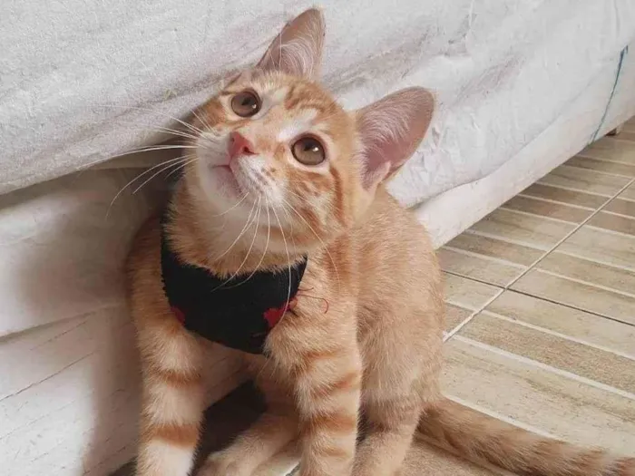 Gato ra a Srd idade 2 a 6 meses nome Max