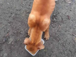 Cachorro raça MESTIÇO PITBULL E ROTWEILLER idade 2 a 6 meses nome Sem nome