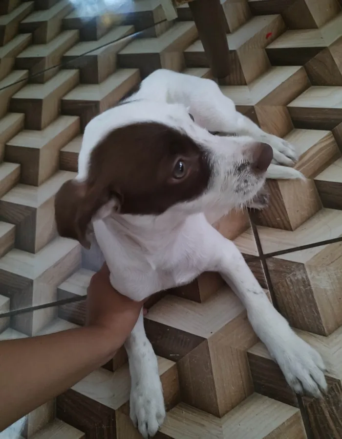 Cachorro ra a  idade  nome Loli