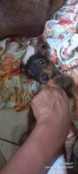 Pimpolhos