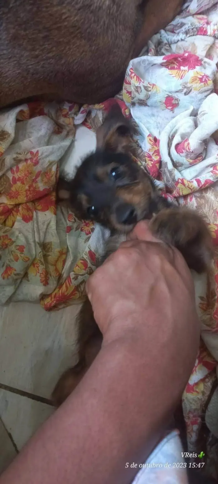 Cachorro ra a SRD-ViraLata idade 2 a 6 meses nome Pimpolhos