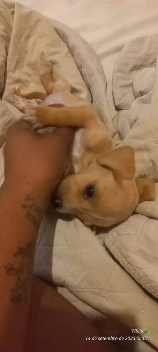Cachorro ra a SRD-ViraLata idade 2 a 6 meses nome Pimpolhos