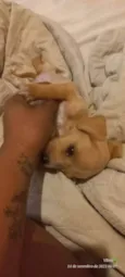 Pimpolhos
