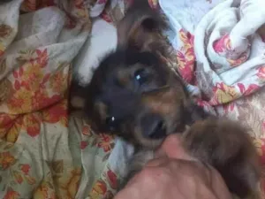 Cachorro raça SRD-ViraLata idade 2 a 6 meses nome Pimpolhos