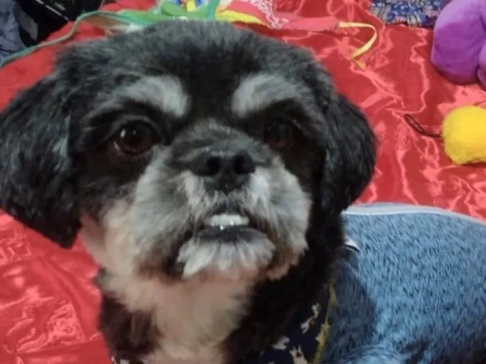 Cachorro ra a Mestico  idade 1 ano nome Júnior 