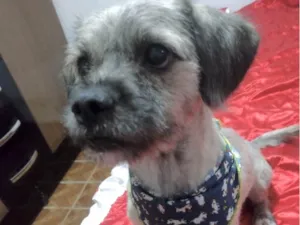 Cachorro raça Shitzu idade 1 ano nome Chico 