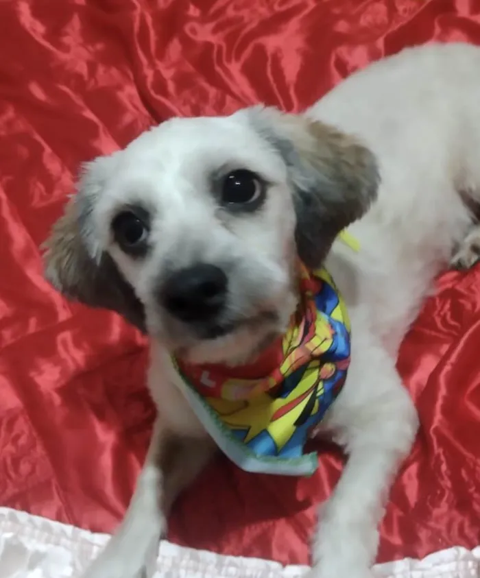 Cachorro ra a Shitzu idade 1 ano nome Miucha 