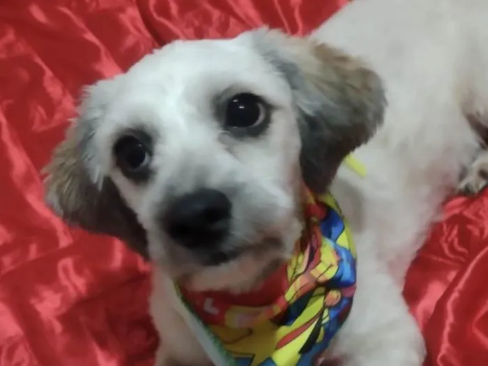Cachorro ra a Shitzu idade 1 ano nome Miucha 