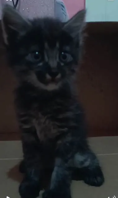 Gato ra a  idade Abaixo de 2 meses nome Musa