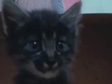 Gato ra a  idade Abaixo de 2 meses nome Musa