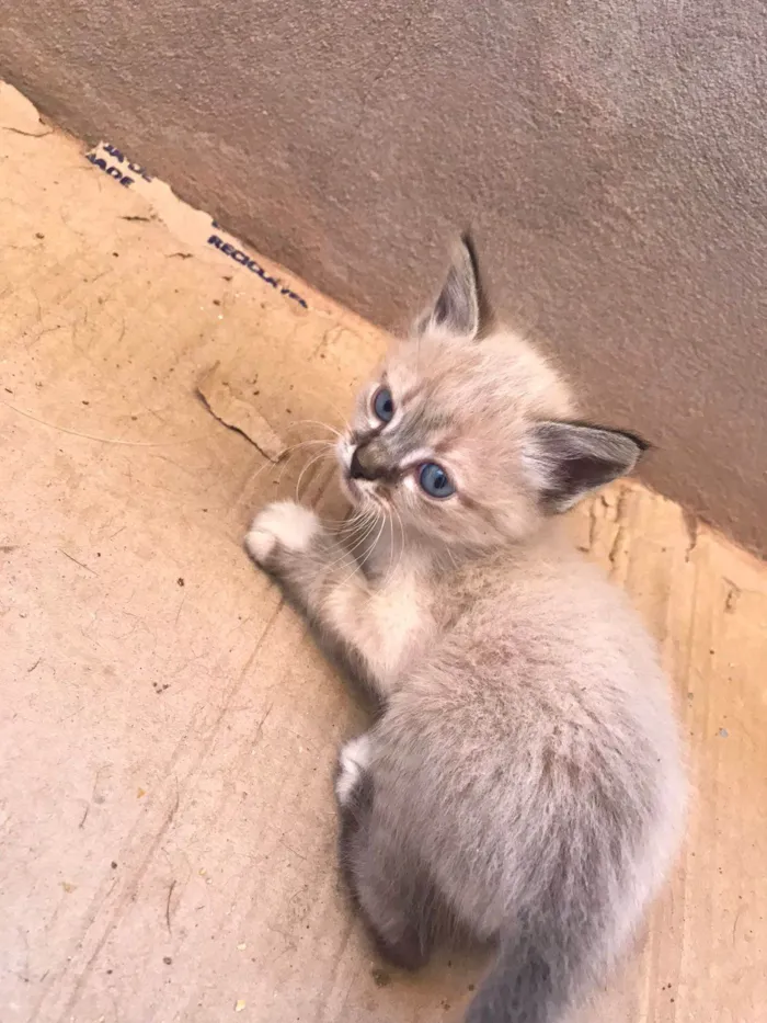 Gato ra a  idade Abaixo de 2 meses nome Stela