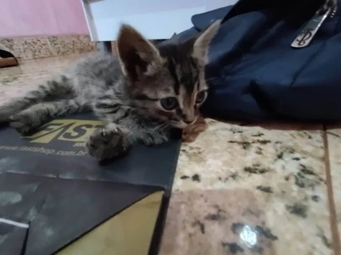 Gato ra a  idade Abaixo de 2 meses nome Sky