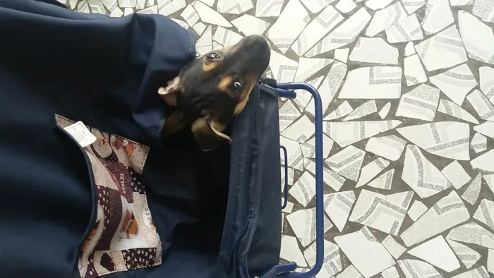 Cachorro ra a SRD-ViraLata idade 2 a 6 meses nome Luna