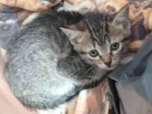 Gato raça SRD-ViraLata idade Abaixo de 2 meses nome 2 MANOS