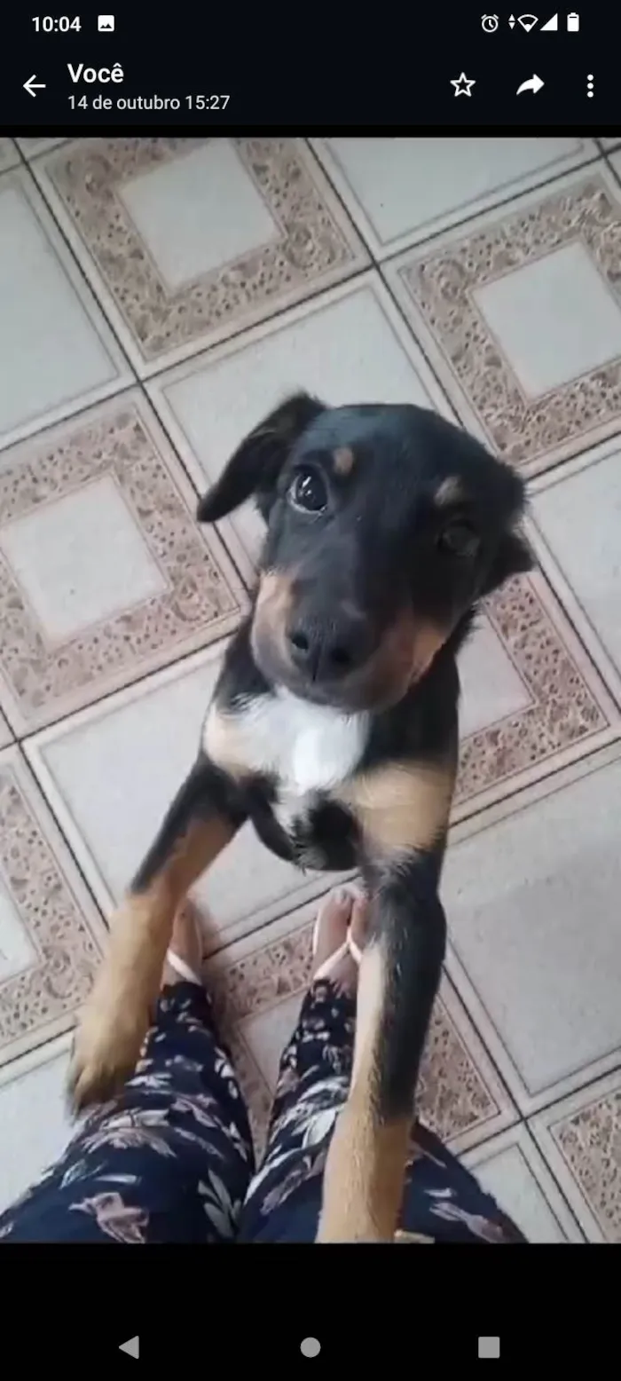 Cachorro ra a SRD-ViraLata idade 2 a 6 meses nome Mel