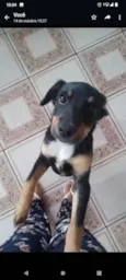 Mel