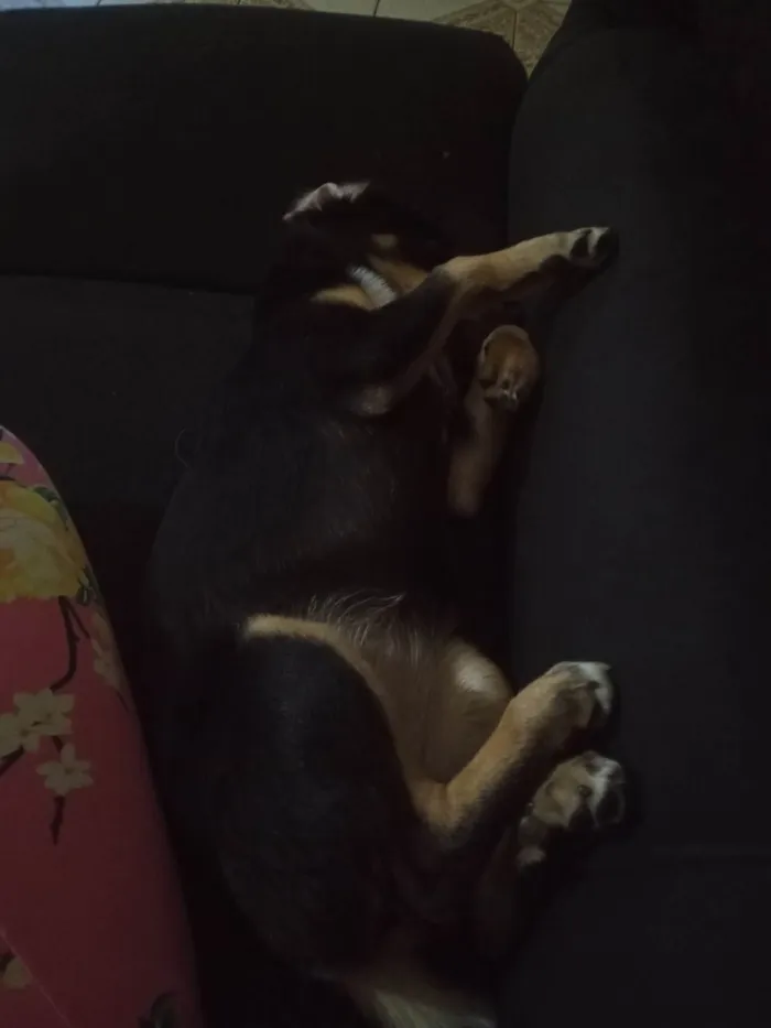 Cachorro ra a SRD-ViraLata idade 2 a 6 meses nome Mel