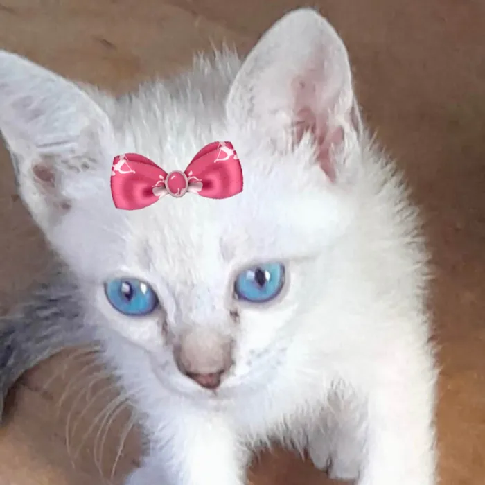 Gato ra a Mestica  idade 2 a 6 meses nome Mina 