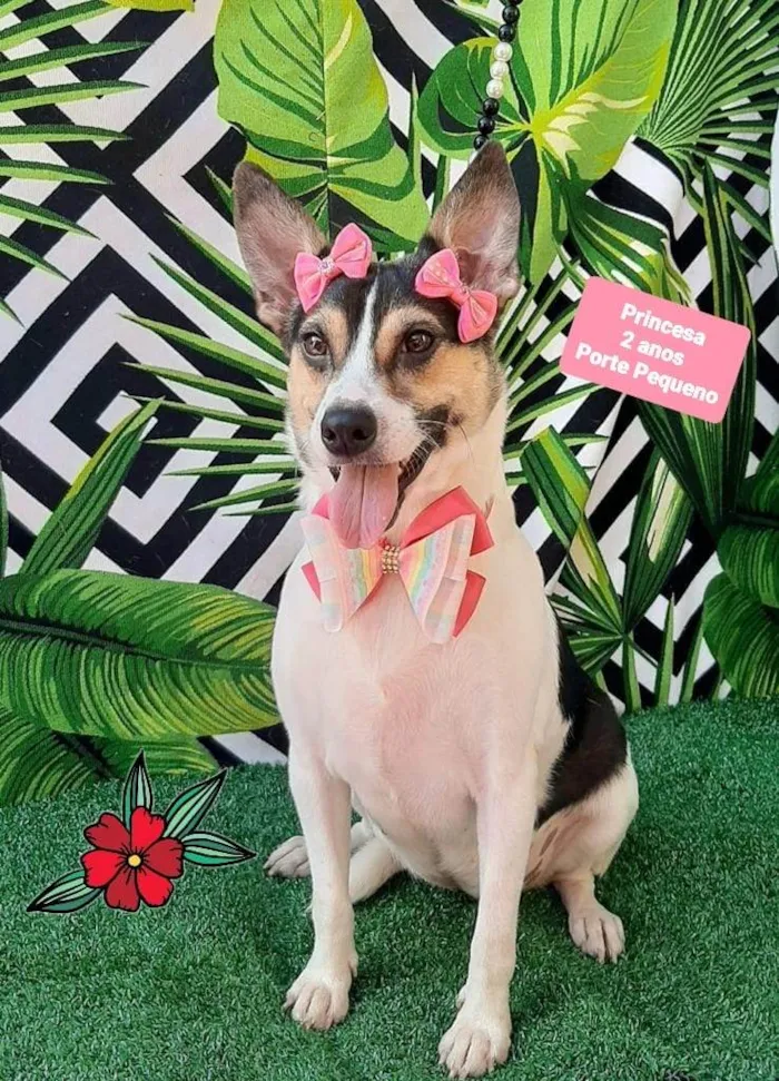Cachorro ra a SRD-ViraLata idade 2 anos nome Princesa
