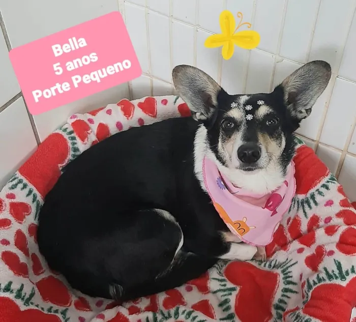 Cachorro ra a SRD-ViraLata idade 5 anos nome Bella