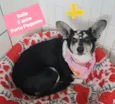 Bella