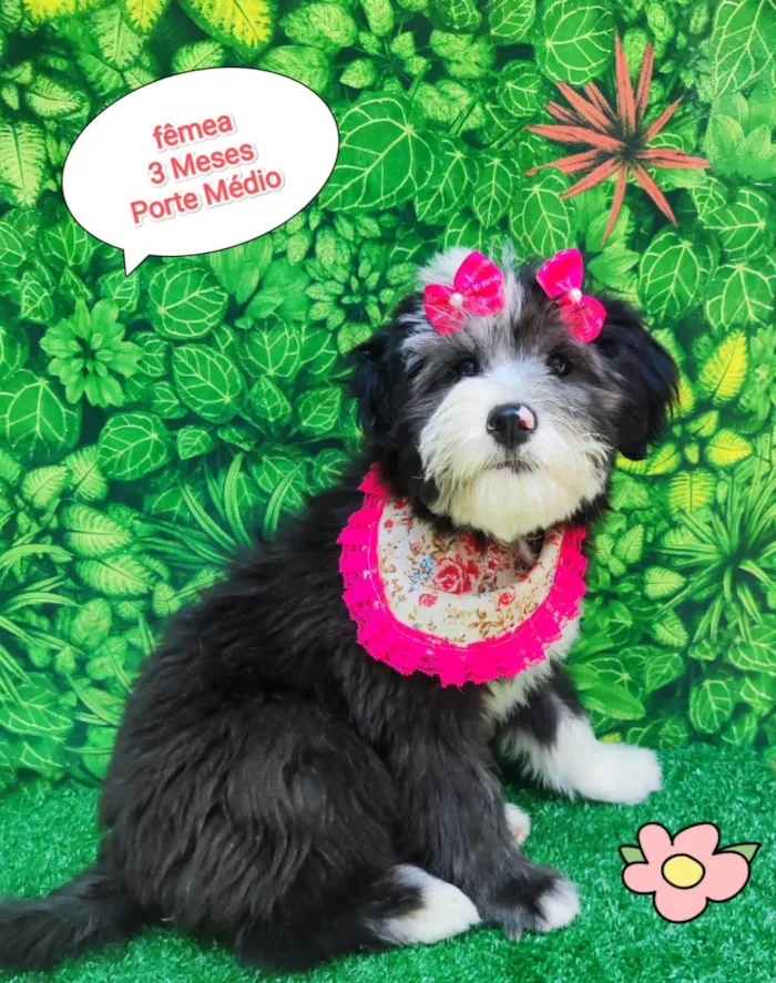 Cachorro ra a SRD-ViraLata idade 2 a 6 meses nome Zoey