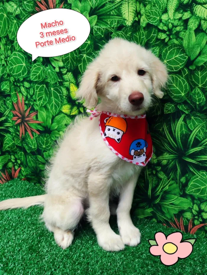 Cachorro ra a SRD-ViraLata idade 2 a 6 meses nome Plutão