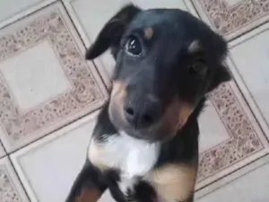 Cachorro raça SRD-ViraLata idade 2 a 6 meses nome Mel