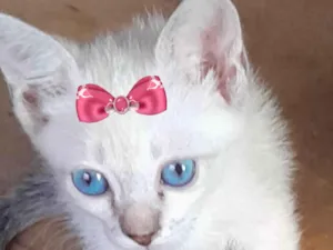 Gato raça Mestica  idade 2 a 6 meses nome Mina 