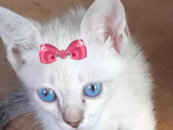 Gato ra a Mestica  idade 2 a 6 meses nome Mina 