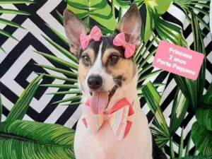 Cachorro raça SRD-ViraLata idade 2 anos nome Princesa