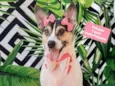 Princesa
