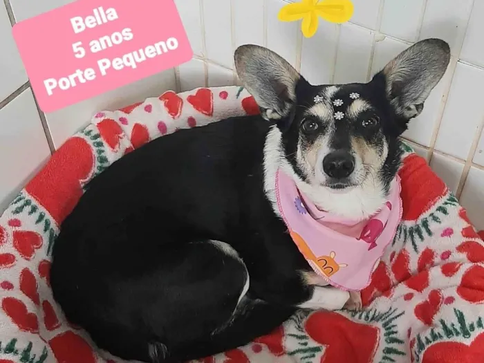 Cachorro ra a SRD-ViraLata idade 5 anos nome Bella