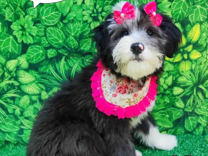 Cachorro ra a SRD-ViraLata idade 2 a 6 meses nome Zoey