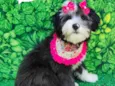 Zoey