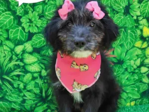 Cachorro raça SRD-ViraLata idade 2 a 6 meses nome Linda
