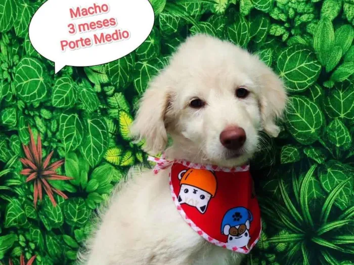 Cachorro ra a SRD-ViraLata idade 2 a 6 meses nome Plutão