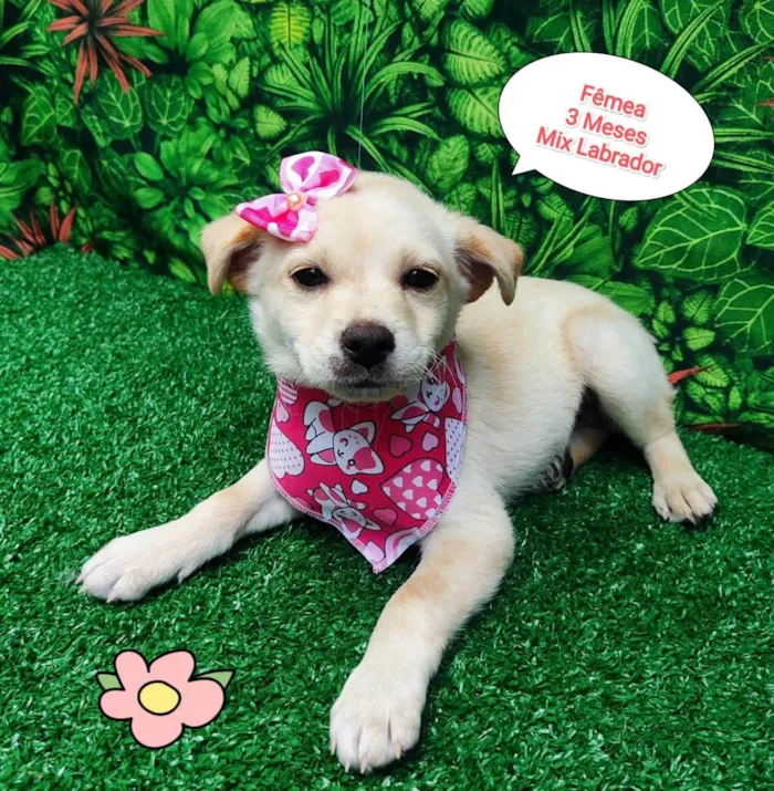 Cachorro ra a Labrador idade 2 a 6 meses nome Lola
