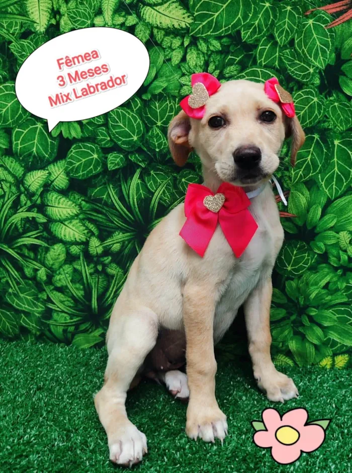 Cachorro ra a Labrador idade 2 a 6 meses nome Lilica
