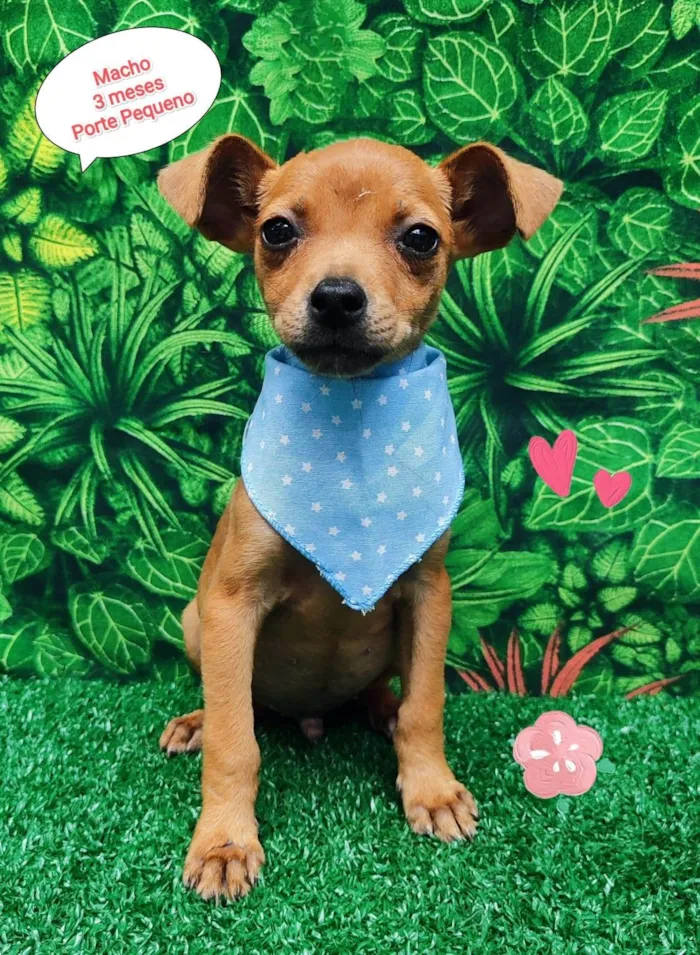 Cachorro ra a SRD-ViraLata idade 2 a 6 meses nome Júlio