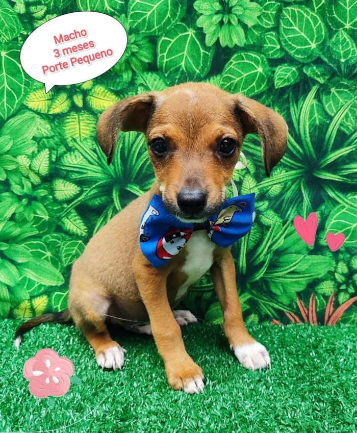 Cachorro ra a SRD-ViraLata idade 2 a 6 meses nome José