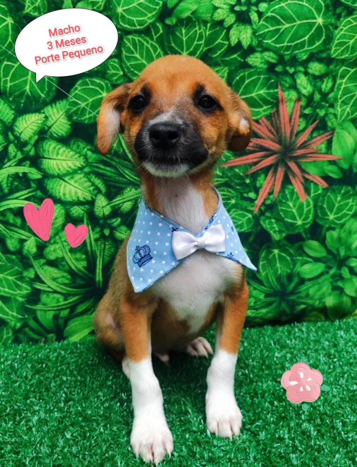 Cachorro ra a SRD-ViraLata idade 2 a 6 meses nome Junior