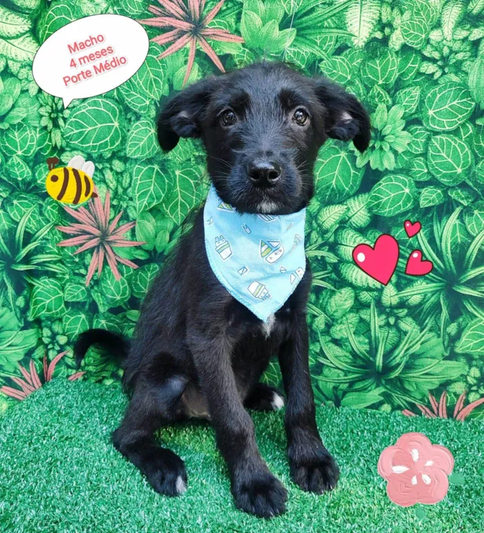 Cachorro ra a SRD-ViraLata idade 2 a 6 meses nome Pantera