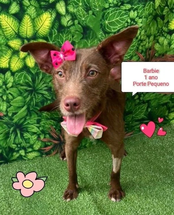Cachorro ra a SRD-ViraLata idade 1 ano nome Barbie