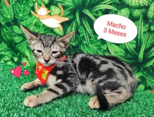 Gato raça SRD-ViraLata idade 2 a 6 meses nome Teteu